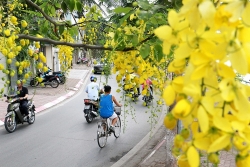 Chùm ảnh: Bất chấp "chảo lửa" hơn 40 độ C ở Hà Nội, hoa muồng hoàng yến vẫn hút hồn giới trẻ