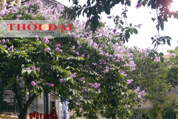 Rợp trời sắc tím bằng lăng giữa lòng Hà Nội
