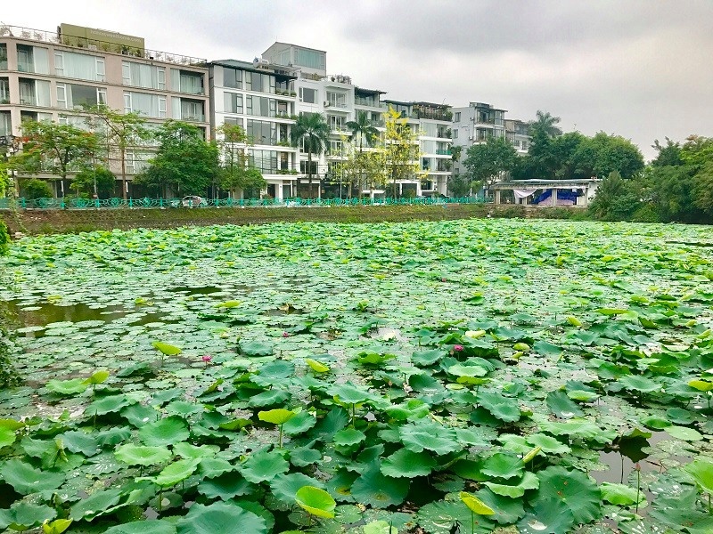 chum anh huong sac sen ho tay hut hon nguoi ha noi bat chap cai nong hon 40 do c