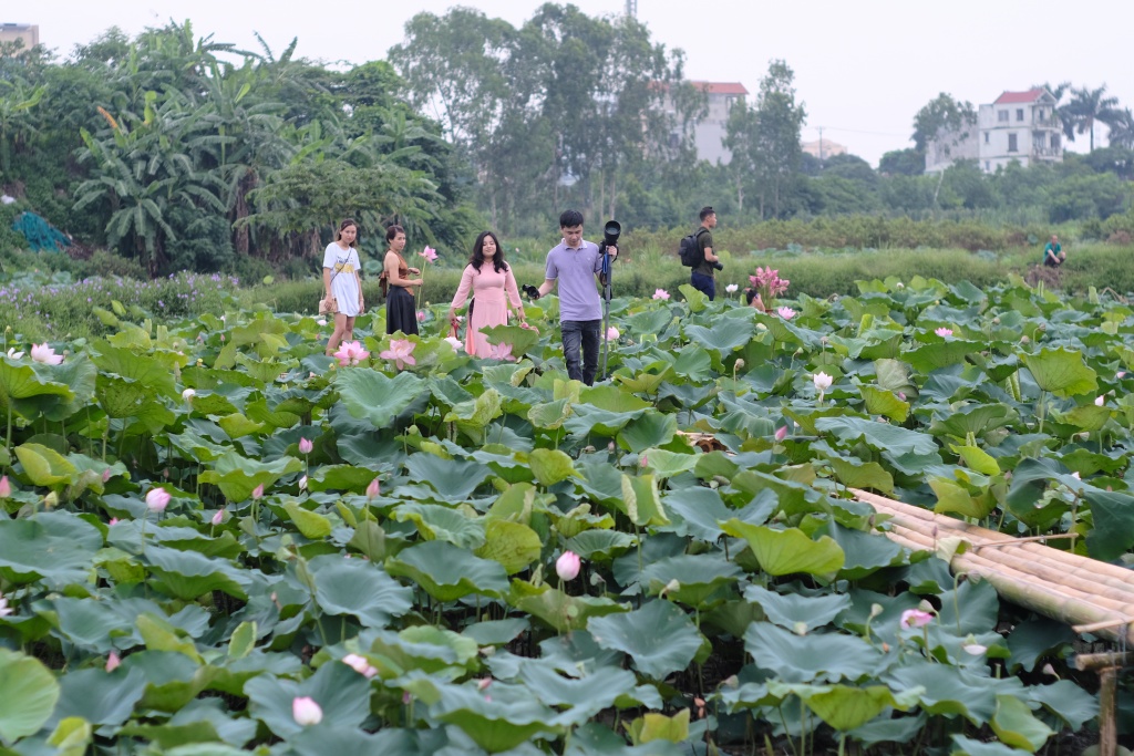 chum anh huong sac sen ho tay hut hon nguoi ha noi bat chap cai nong hon 40 do c