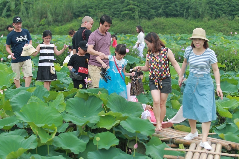 chum anh huong sac sen ho tay hut hon nguoi ha noi bat chap cai nong hon 40 do c