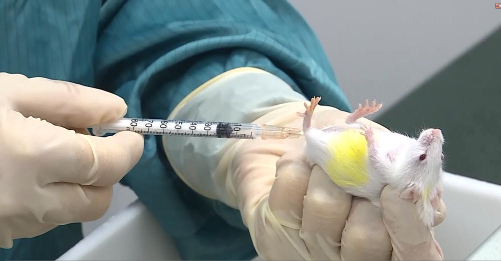 Vaccine phòng COVID-19 do Việt Nam sản xuất sắp thử nghiệm trên linh trưởng
