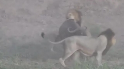 Video: Con mồi thoát chết vì đàn sư tử đang ăn bỗng quay ra cắn xé nhau
