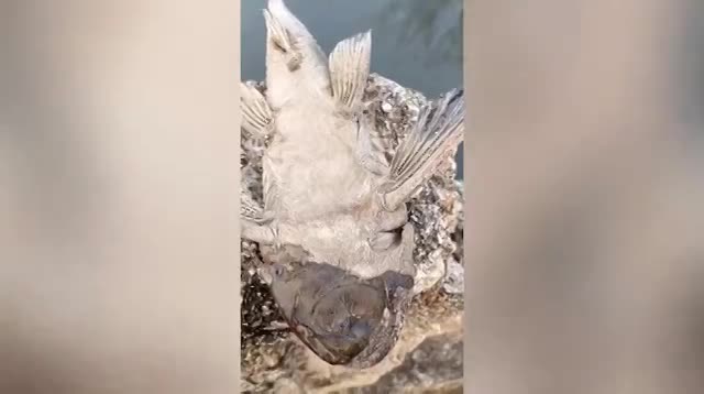 video con ca chet kho bat ngo song lai nho do nuoc len minh
