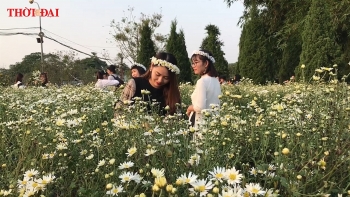 video do xo den nhung vuon hoa cuc hoa mi lon nhat ha noi