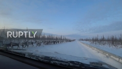 Hàng nghìn con tuần lộc "tấn công" tuyến đường ở Siberia gây tắc nghẽn