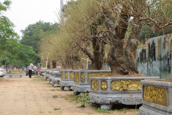 Chưa đến Tết, đào thế và bưởi cảnh loại "khủng" xuất hiện giữa phố Hà Nội