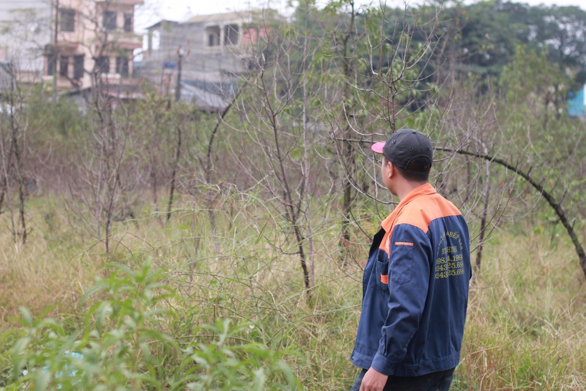 chum anh hang nghin cay dao o ha noi chua kip don tet da heo dan chet kho