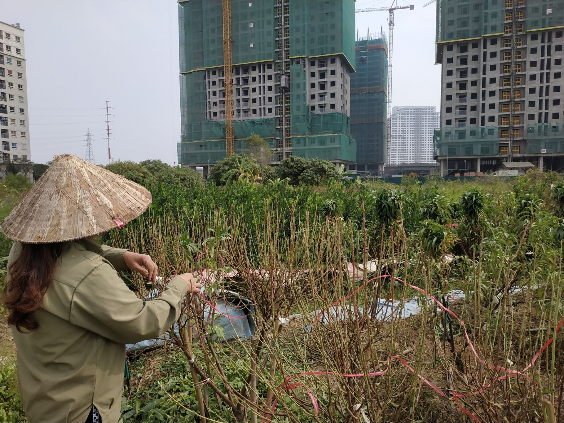 chum anh hang nghin cay dao o ha noi chua kip don tet da heo dan chet kho