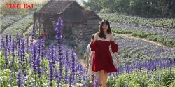 Video: Choáng ngợp rừng hoa "Nữ hoàng xanh" mang vẻ đẹp châu Âu giữa lòng Hà Nội