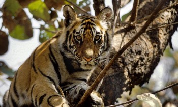Loài hổ có thể đã biến mất khỏi những cánh rừng tại Lào