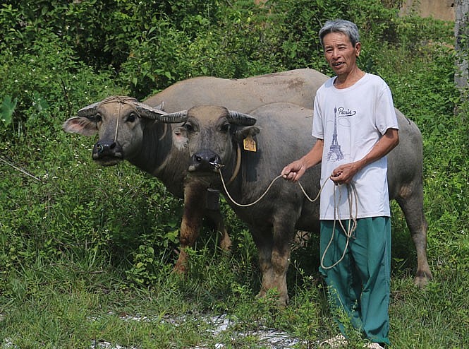 Ông Trần Ngọc Phái, xóm 7, xã Phúc Tân (T.X Phổ Yên, tỉnh Thái Nguyên) thoát nghèo nhờ chăn nuôi trâu sinh sản. (Ảnh: Dân Việt)