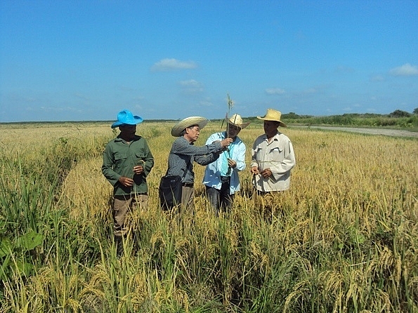 Chuyên gia hai nước đang trao đổi kỹ thuật trong khuôn khổ Dự án trồng lúa tại Cuba 