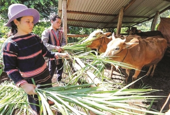 Hơn 1,3 triệu hộ đã thoát nghèo trong giai đoạn 2016 - 2020