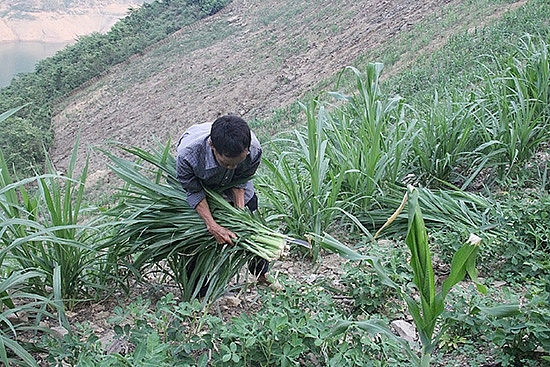 Thành viên HTX chăn nuôi Mường Trai (Mường La) trồng cỏ làm thức ăn cho đàn gia súc.