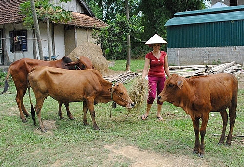 Chị Lò Thị Nga, đội 2, xã Thanh Chăn, huyện Điện Biên chăm sóc đàn bò từ dự án “Ngân hàng bò”.