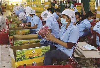 tap trung vao loi the cua doanh nghiep viet khi xuat khau nong san sang anh hau covid 19