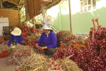 Hơn 300 tấn hành tím Vĩnh Châu được đăng ký “giải cứu”