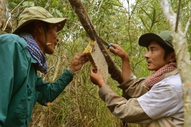 nghe gac keo ong o ca mau duoc cong nhan di san van hoa phi vat the