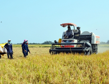 Cấp giấy chứng nhận đăng ký nhãn hiệu “Lúa sinh thái Cà Mau”