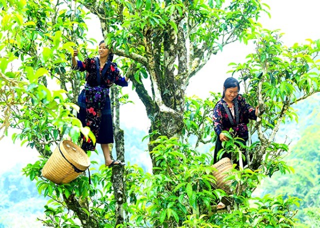 100 cây chè Shan tuyết ở Điện Biên được công nhận là Cây di sản Việt Nam