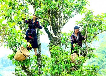 100 cây chè Shan tuyết ở Điện Biên được công nhận là Cây di sản Việt Nam