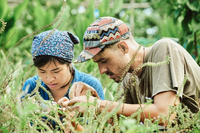 Tình yêu thảo dược Việt của chàng trai Anh quốc