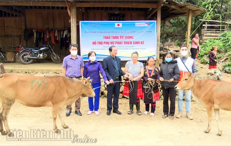 Hội viên phụ nữ bản Há Là Chủ B, xã Hừa Ngài nhận bò sinh sản. Ảnh: Báo Điện Biên Phủ