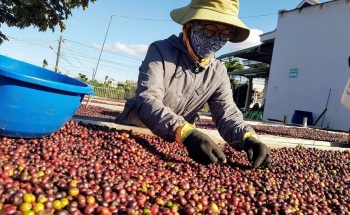 Kết nối giao thương giữa doanh nghiệp Việt Nam với các nhà nhập khẩu đồ uống Trung Quốc