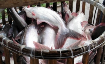 19 nhà máy cá tra Việt Nam được xuất khẩu sản phẩm sang Mỹ