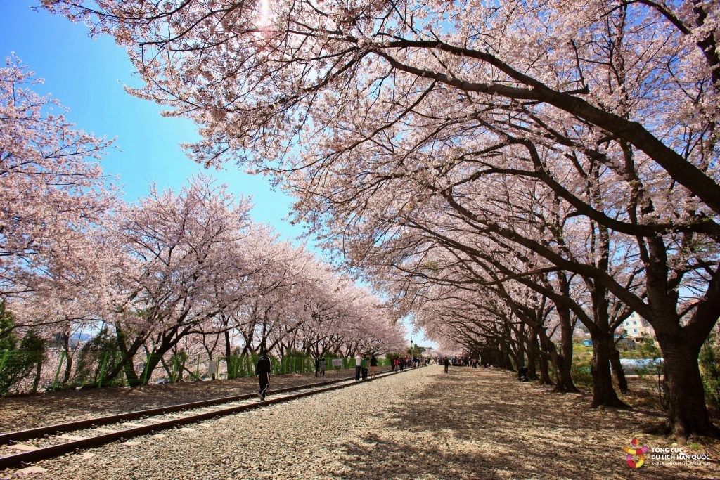 vùng đất hoa anh đào Jinhae của thành phố Changwon, Hàn Quốc. Ảnh: VisitKorea