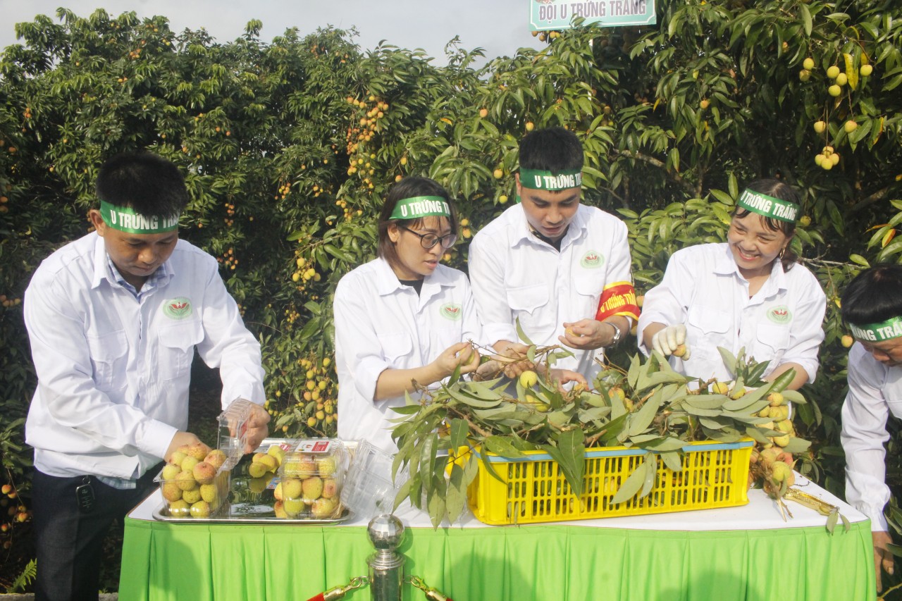 Chùm ảnh: Hải Dương khai hội mở vườn vải xuất khẩu