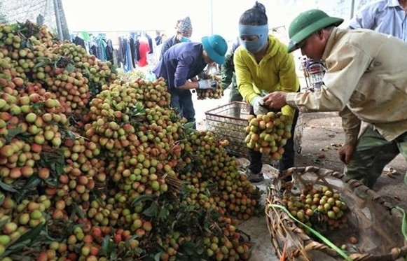 Nhiều cơ hội tiếp cận thị trường Pháp sau đại dịch COVID-19