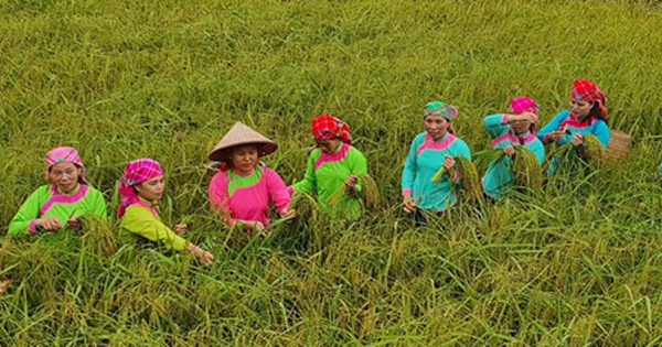 Độc đáo Tết cơm mới của dân tộc Giáy ở Tả Van, Sa Pa