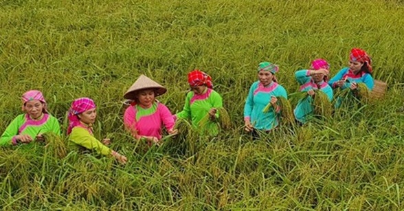 Độc đáo Tết cơm mới của dân tộc Giáy ở Tả Van, Sa Pa