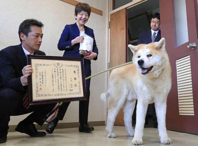 Chó Akita cứu người đã từng là một chủ đề hot trên mạng xã hội nhờ vào sự can đảm, trách nhiệm và khả năng phân biệt tốt xấu của chúng. Hãy xem những hình ảnh xúc động về những hành động anh hùng của chó Akita và cảm nhận tình yêu và sự trân trọng đối với loài vật này.