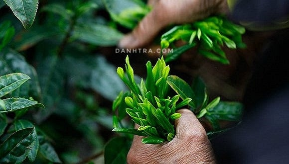 tra tha i nguyen xu ng ta m de nha t danh tra