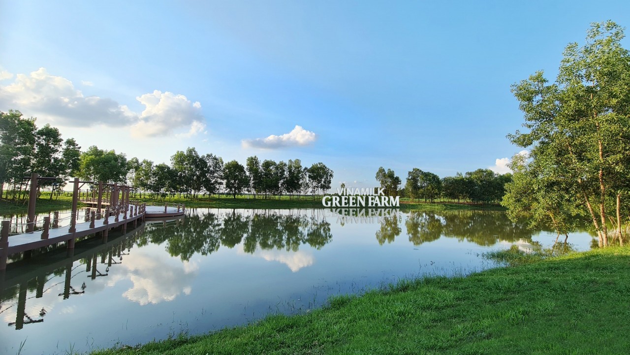 Vinamilk Green Farm - mô hình trang trại bò sữa phát triển bền vững