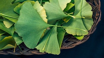 ginkgo biloba bach qua co nhung tac dung gi