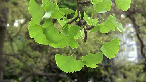 Ginkgo biloba (Bạch quả) có những tác dụng gì?