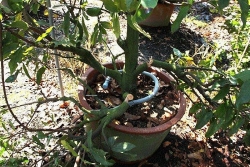 binh duong xot xa canh 220 goc mai bi ke xau cat dut ngon dut canh