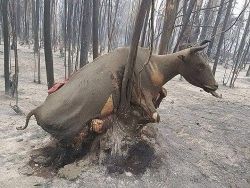 Những hình ảnh đau thương trong thảm hoạ cháy rừng ở Australia