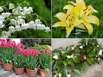 Chơi hoa Tết, cần thận trọng với những loài hoa rất đẹp nhưng có độc