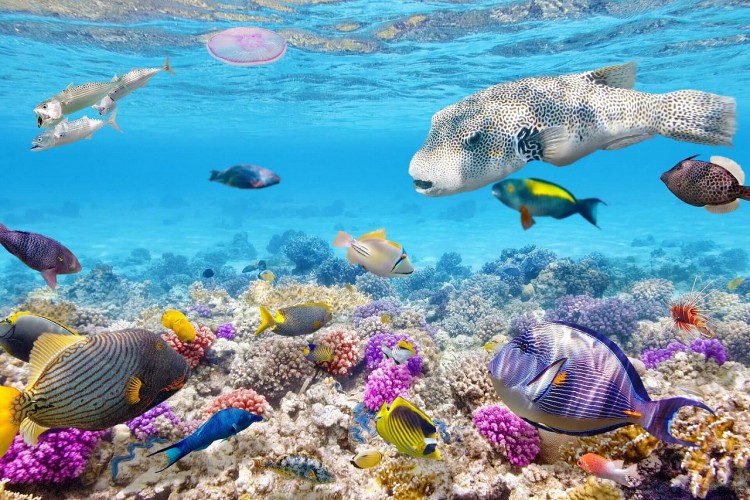 Hình nền Rùa Biển San Hô Dưới đáy Biển Nền đại Dương Tuyệt đẹp đại Dương  đáy Biển San Hô Background Vector để tải xuống miễn phí  Pngtree
