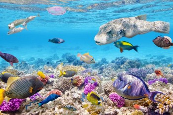 70% đại dương trên thế giới có nguy cơ "nghẹt thở" vì thiếu oxy