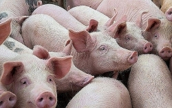 Hạ giá thịt lợn hơi, đưa dần về mức bình quân 60.000 đồng/kg