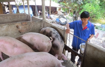 gia heo hoi hom nay 313 bat dau lao doc nhieu noi duoi 72000 dongkg