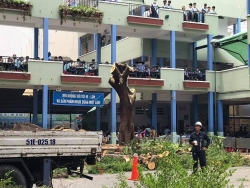 Vụ cây đổ đè 18 học sinh ở TP.HCM: Nhà trường cắt hết cây còn lại