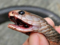 Video: Liều chết túm cổ rắn hổ mang khổng lồ bằng tay không