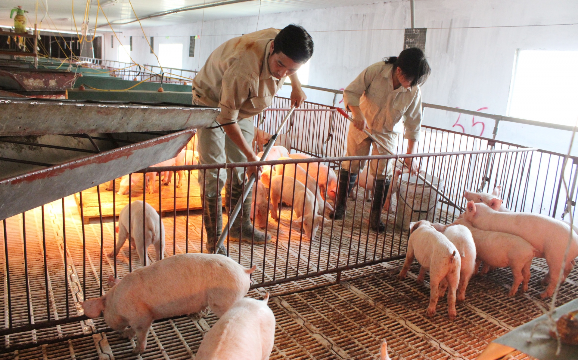 Sẽ tiêu huỷ ngay các sản phẩm từ lợn vận chuyển bất hợp pháp?